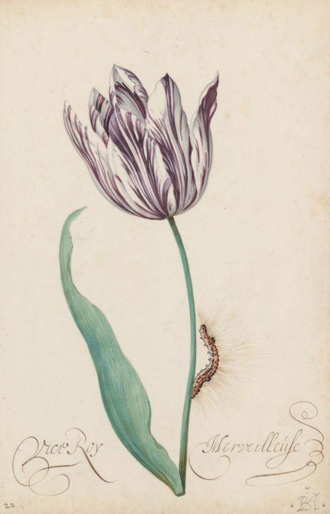 Baltasar van der Ast, Viceroy Merveilleuse, 1632-1657, Fondation Custodia - Collection Frits Lugt, Parijs