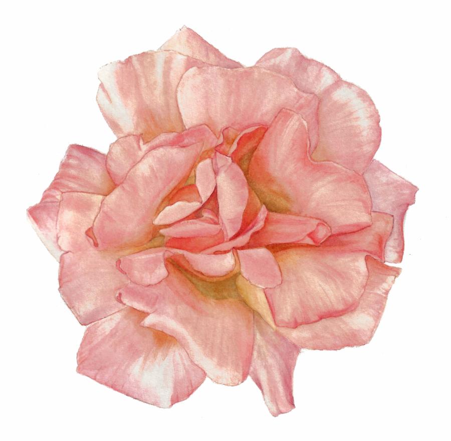 Botanisch tekenen - rozen in aquarel