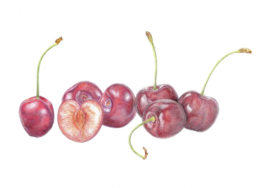 Botanisch tekenen - kersen in kleurpotlood