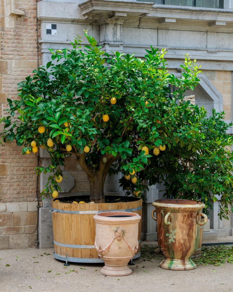 Citri in Rubens' tuin