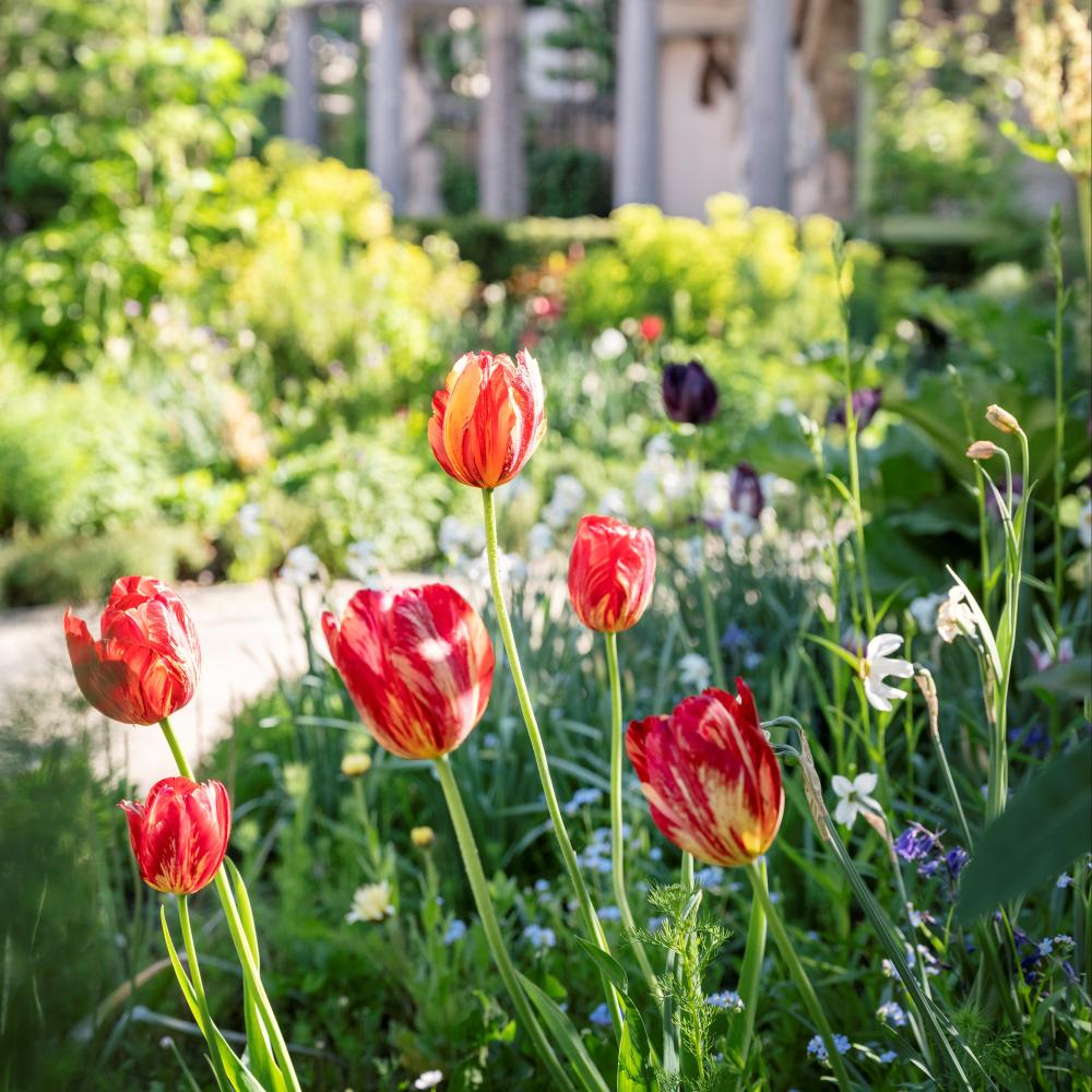 Uitzonderlijke tulpen in Rubens' tuin