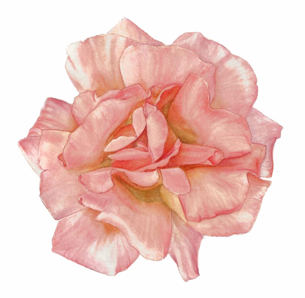 Botanisch tekenen - rozen in aquarel